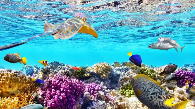 SHARM EL SHEIKH 2025-2026 4 gece